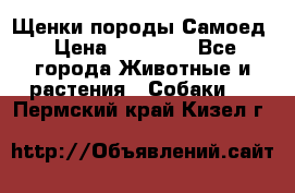 Щенки породы Самоед › Цена ­ 20 000 - Все города Животные и растения » Собаки   . Пермский край,Кизел г.